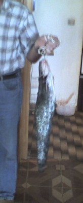 som.jpg (35.33 KБ) Видяна 8015 пъти som.jpg