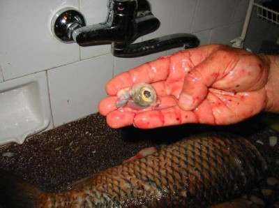 img_0035.jpg (53.89 KБ) Видяна 8691 пъти img_0035.jpg