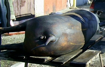 1.JPG (109.9 KБ) Видяна 4659 пъти 1.JPG